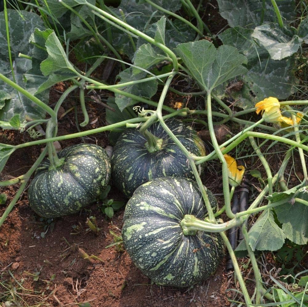 Pumpkin (plant Cucurbita pepo) for planting in garden